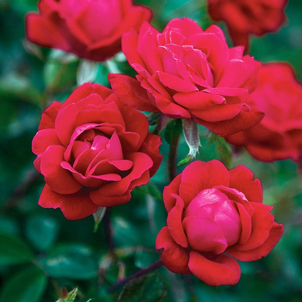 Perfect Plants Double Red Knock Out Rose, 3 Gallon, Live Plant | Vibrant blooms spring through summer, zones 5-10, low maintenance and easy to grow