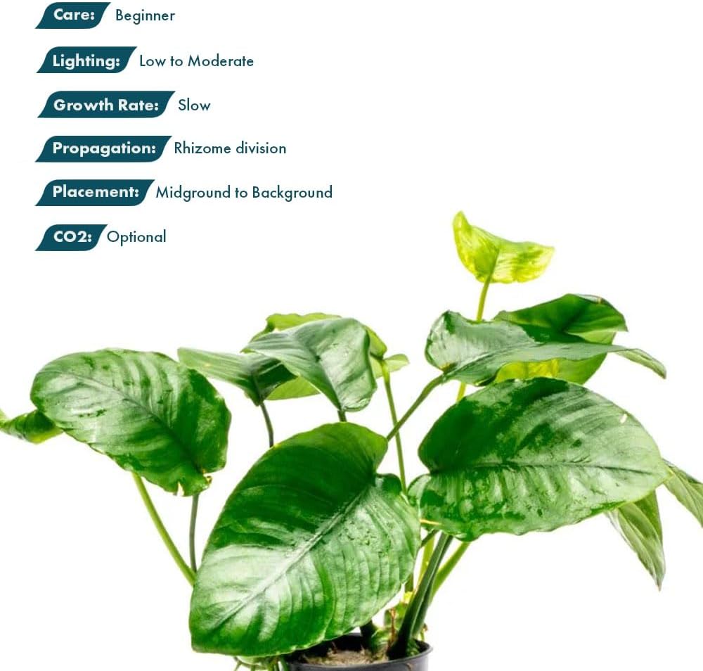 Anubias Nana Live Aquarium Plants - Potted Freshwater Plant for Fish Tanks, Terrariums - Beginner Friendly Low Light (1 Pot)