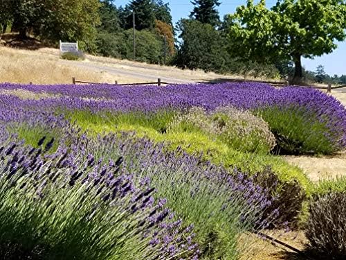 L+ French Provence Lavender — 1 Live Plant in 4" Pots — Blue-Purple Flowers — Fragrant, Bee-Friendly, Drought & Deer Resistant Perennial — Zones 5–9 — Grown in Sequim, WA