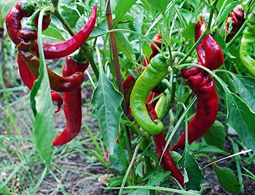 30 Italian Jimmy Nardello's Sweet 12 in. Long Pepper Seeds Heirloom Non-GMO | Prolific, Juicy, Delicious From USA Capsicum annuum