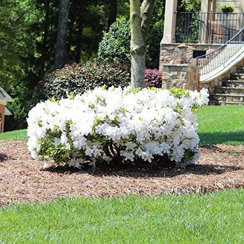 Brighter Blooms - Autumn Angel® Encore® Azalea, 1 Gallon - No Shipping to AK, AZ, HI