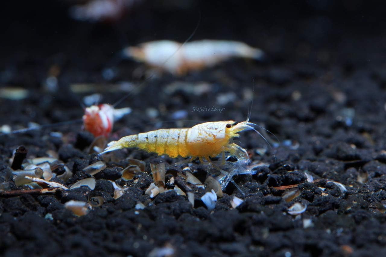 Live Freshwater Aquarium Shrimp - Caridina (Crystal Red Shrimp S-SSS Grade, 5 Pack)