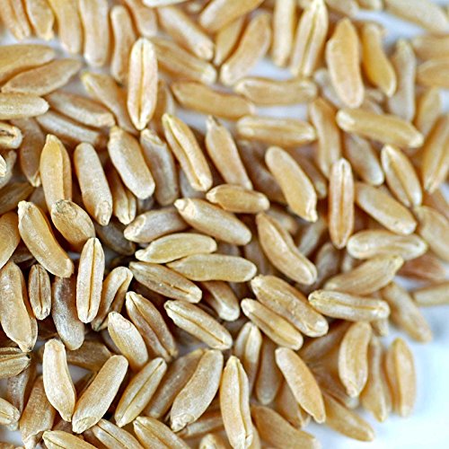 Handy Pantry Organic Kamut Seeds – 35 lb – Bulk Ancient Grain | Emergency Food Storage, Baking, Sprouting, Milling