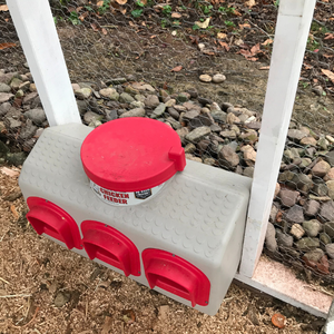 wide mouth opening on chicken feeder
