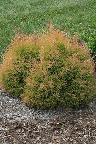 Live Plant Thuja-X Green Giant Evergreen Tree (Western Arborvitae), 3-Gallon Fully Potted Plant from Green Promise Farms