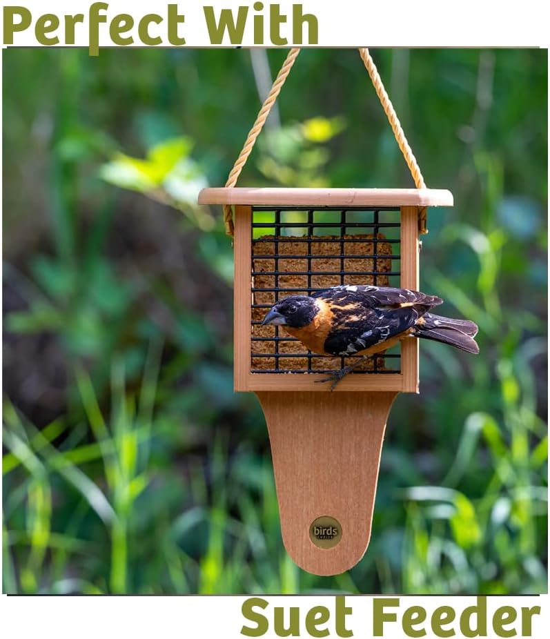 Birds Choice Bugs 'N Nuts Seed Cake | Wild Bird Food with Insects & Fruit | High-Energy Mix of Sunflower Chips, Peanuts
