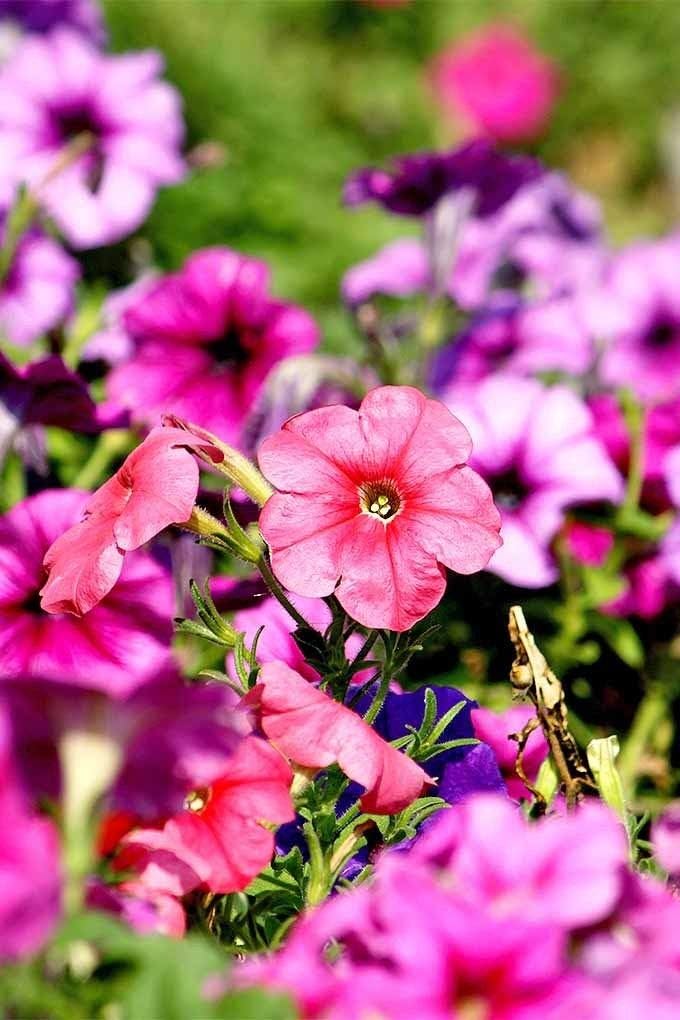 Petunia Veined Mix Flower Beds Window Box Hanging Baskets Containers 200 Seeds #CN01