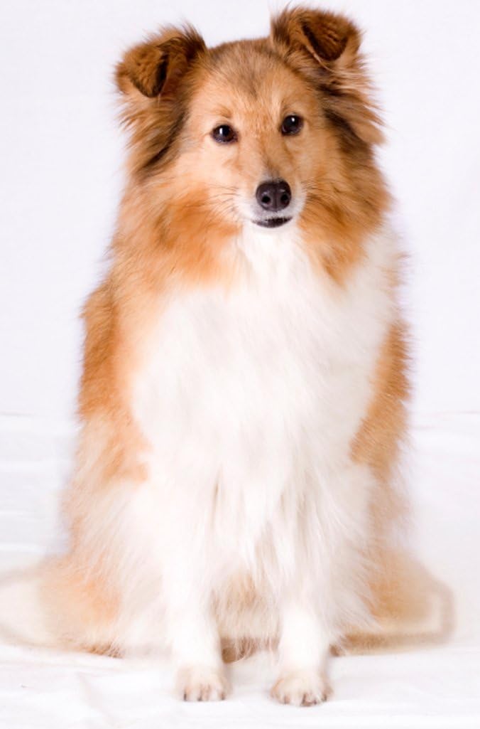 RenuPlex Extra Strength Mange Dog Shampoo - Supports Skin Problems and Mange Control. Unconditional Guarantee. Made in USA