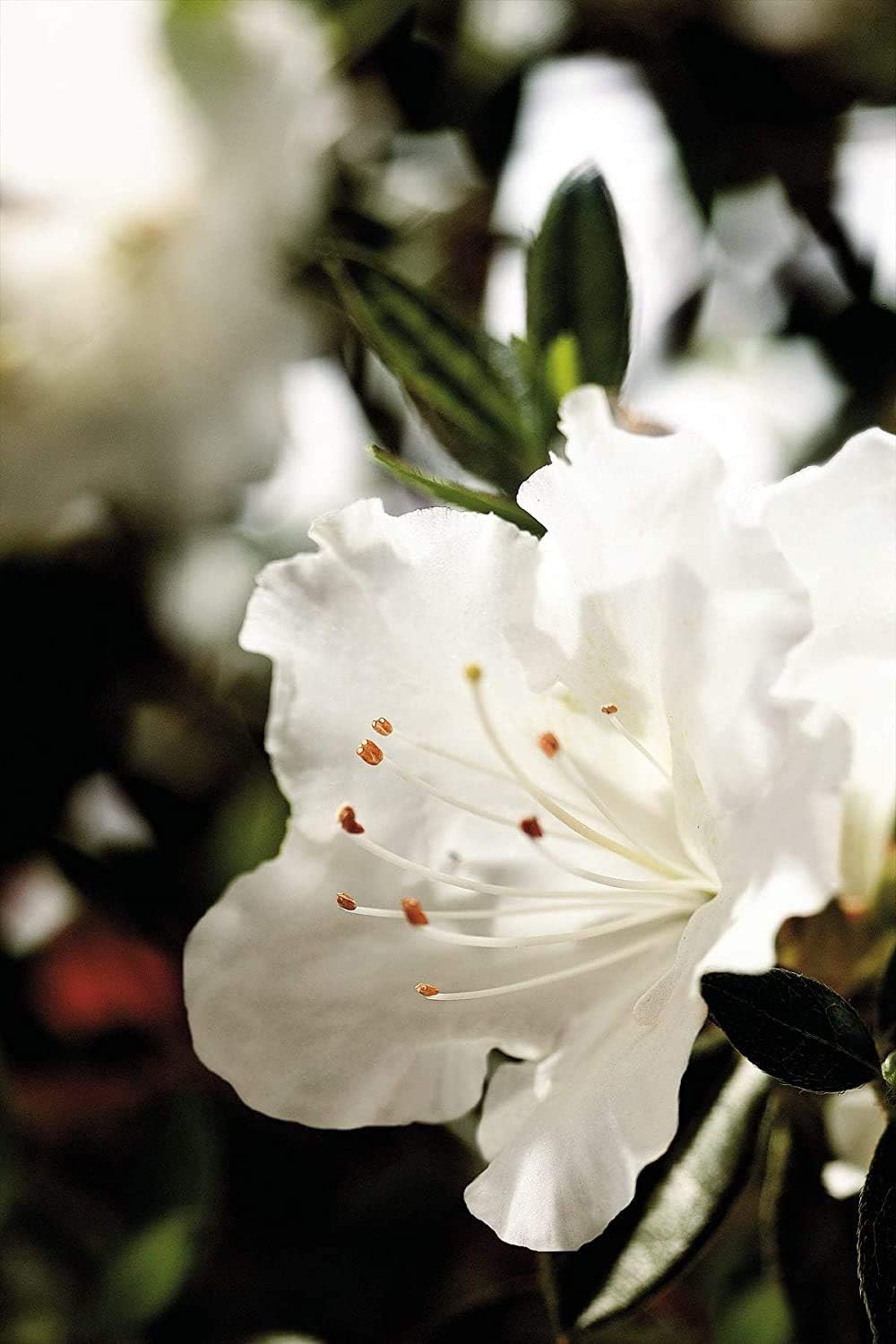 Brighter Blooms - Autumn Angel® Encore® Azalea, 1 Gallon - No Shipping to AK, AZ, HI