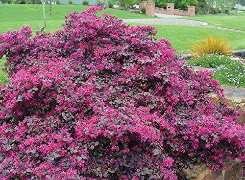 Plum Delight Loropetalum (Chinese Fringe) - Live Plant - (1 QT)