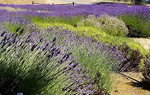 L+ Provence Lavender — 1 Live Plant in 2.5QTs — Blue-Purple Flowers — Fragrant, Bee-Friendly, Drought & Deer Resistant Perennial — Zones 5–9