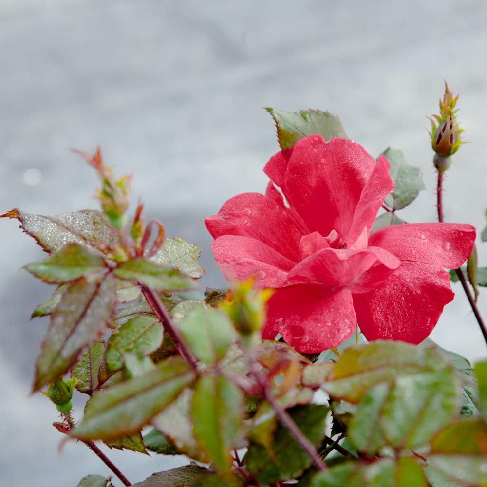 Perfect Plants Double Red Knock Out Rose, 3 Gallon, Live Plant | Vibrant blooms spring through summer, zones 5-10, low maintenance and easy to grow
