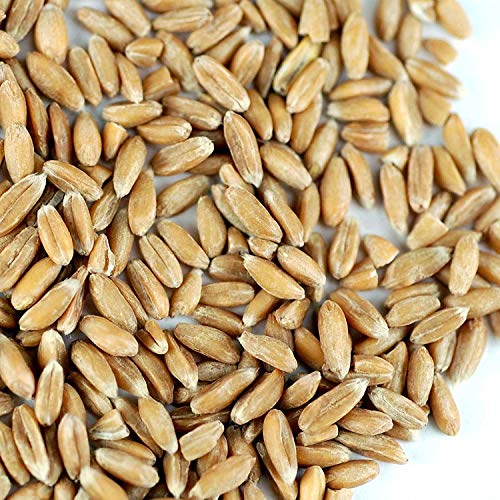 Handy Pantry Organic Spelt Seeds – Bulk Grain for Baking, Seed Rotation | Homesteading, Grinding – 30 lb Food-Grade Bucket – Non-GMO, Whole, Untreated