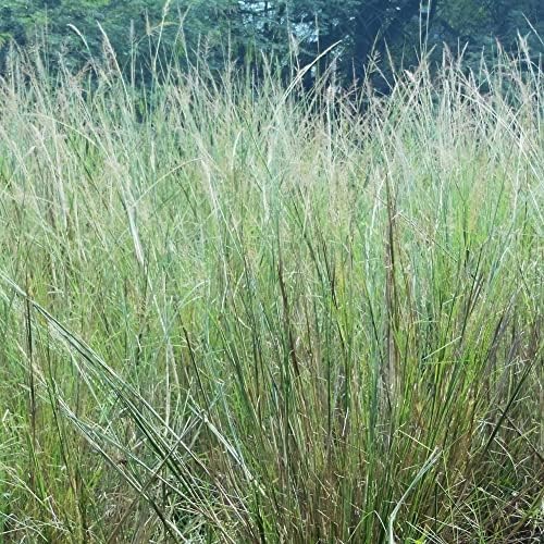 Outsidepride Indian Native Grass Seed - 1 lb. Perennial, Low Maintenance, Drought-Tolerant Prairie Grass Seed for Wildlife Habitat, Livestock Forage, Ornamental Landscaping & Erosion Control