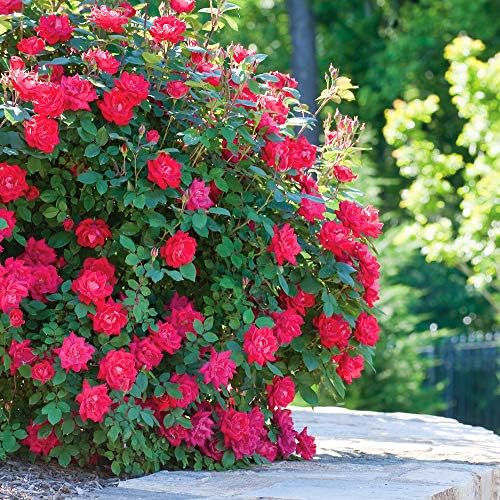 Perfect Plants Double Red Knock Out Rose, 3 Gallon, Live Plant | Vibrant blooms spring through summer, zones 5-10, low maintenance and easy to grow