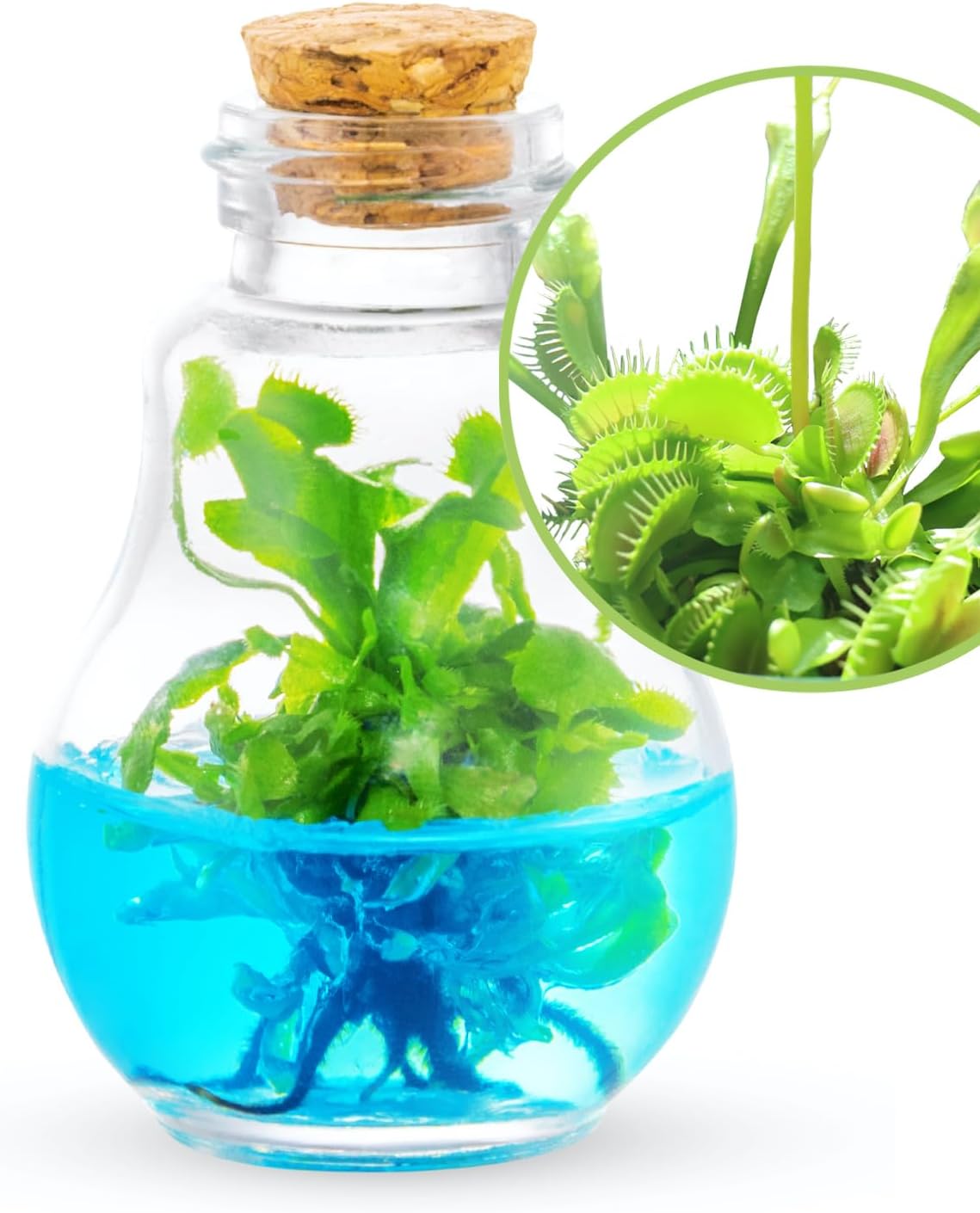 Venus Fly Trap, Grow Your Own Venus Flytrap in a 100% Self Sustaining Glass Terrarium, Maintenance Free, Easy to Grow, Healthy Growth Guarantee