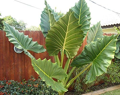 Upright Elephant Ear Bulb. Alocasia. Glossy!