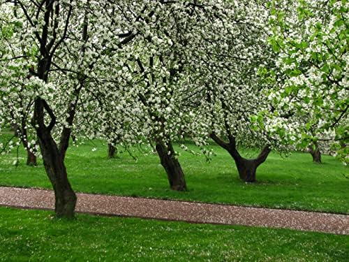 Fuji Apple Tree - Grow Fresh Fruit - Live Plant Shipped 3 Feet Tall by DAS Farms