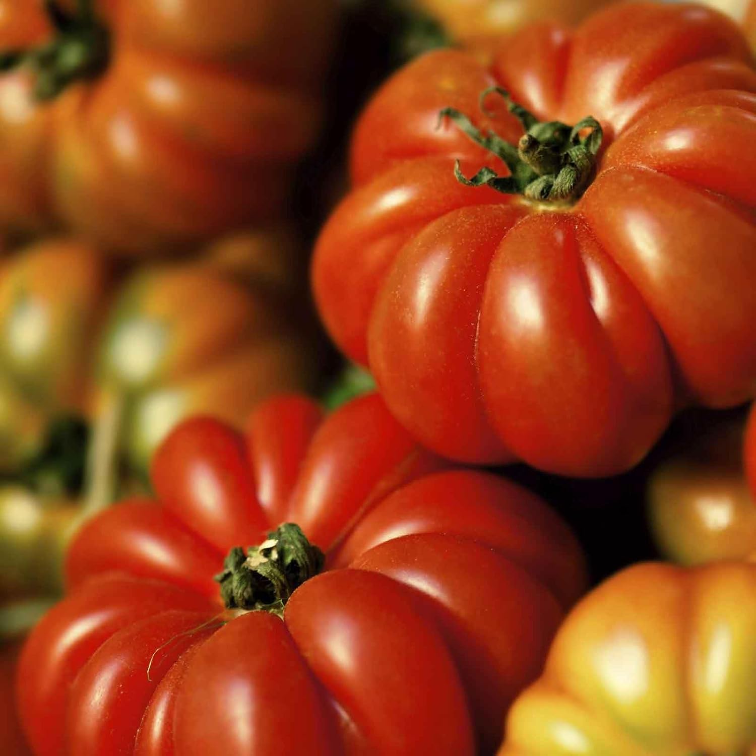 Eden Brothers Tomato Seeds - Persimmon Non-GMO Seeds for Planting, 1 oz | Low-Maintenance Vegetable Seeds, Plant During Warm Season, Zones 10, 3, 4, 5, 6, 7, 8, 9