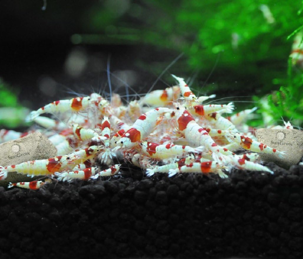 SunGrow Shrimp Rocks, Calcium, Magnesium Rocks for Crayfish, Hermit Crab, Snails, Crustacean Care, Aquarium Decor for Crystal Red, Amano and Ghost Shrimps, Nano Tank Accessories, Fish Tank Supplies