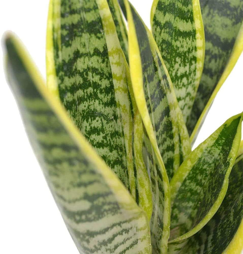 American Plant Exchange Snake Plant – Medium 6-Inch Pot Yellow Sansevieria Trifasciata, Drought-Tolerant, Air-Purifying Live Houseplant for Home