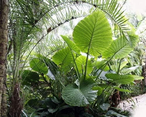 Borneo Giant Alocasia/Elephant Ear/Taro - Large 1 Gallon Plants