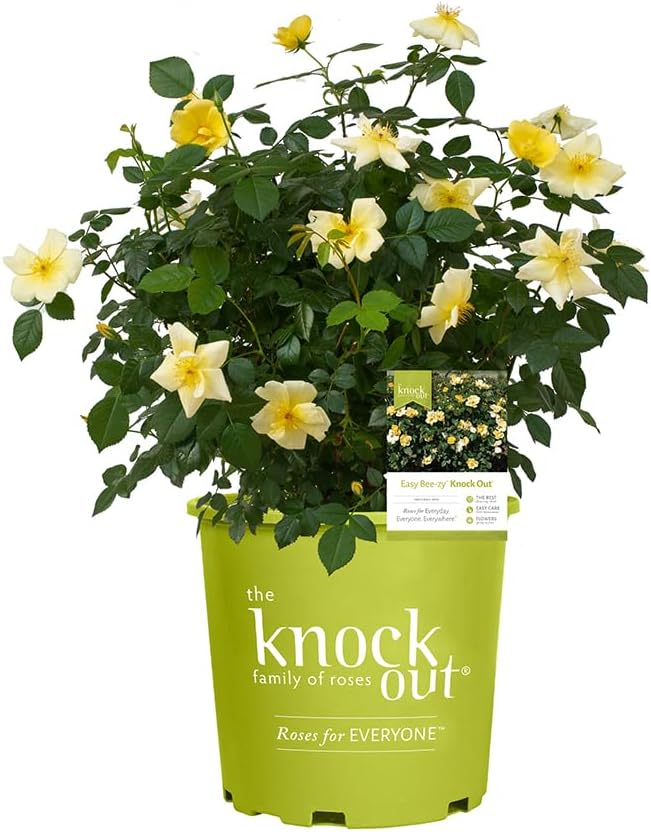 1 Gallon Easy Bee-zy Knock Out Rose