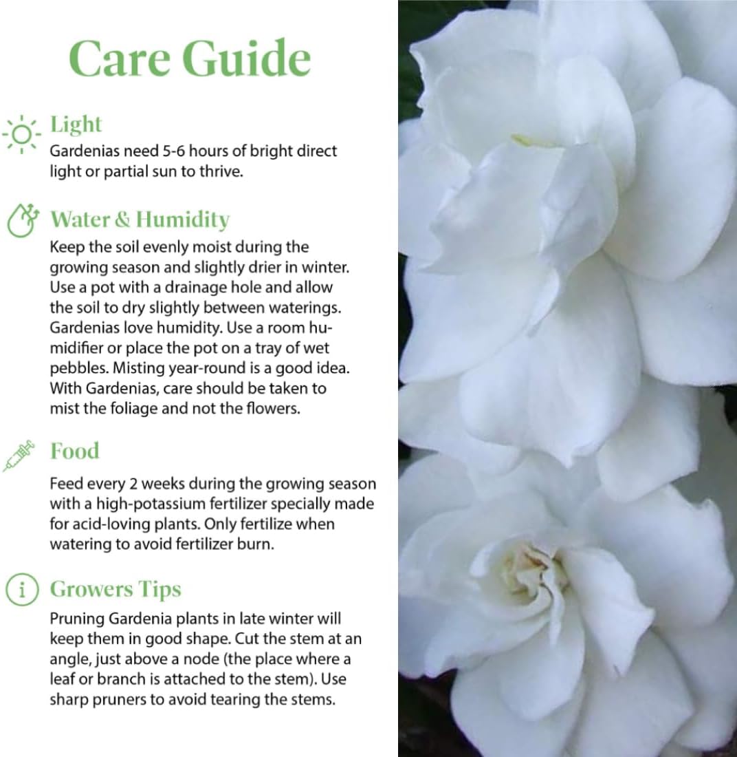 American Plant Exchange Gardenia Tree – Live Evergreen in Large 8-Inch Pot, Fragrant White Blooms, Easy-Care Indoor & Outdoor Flowering Tree for Home, Patio & Garden Décor