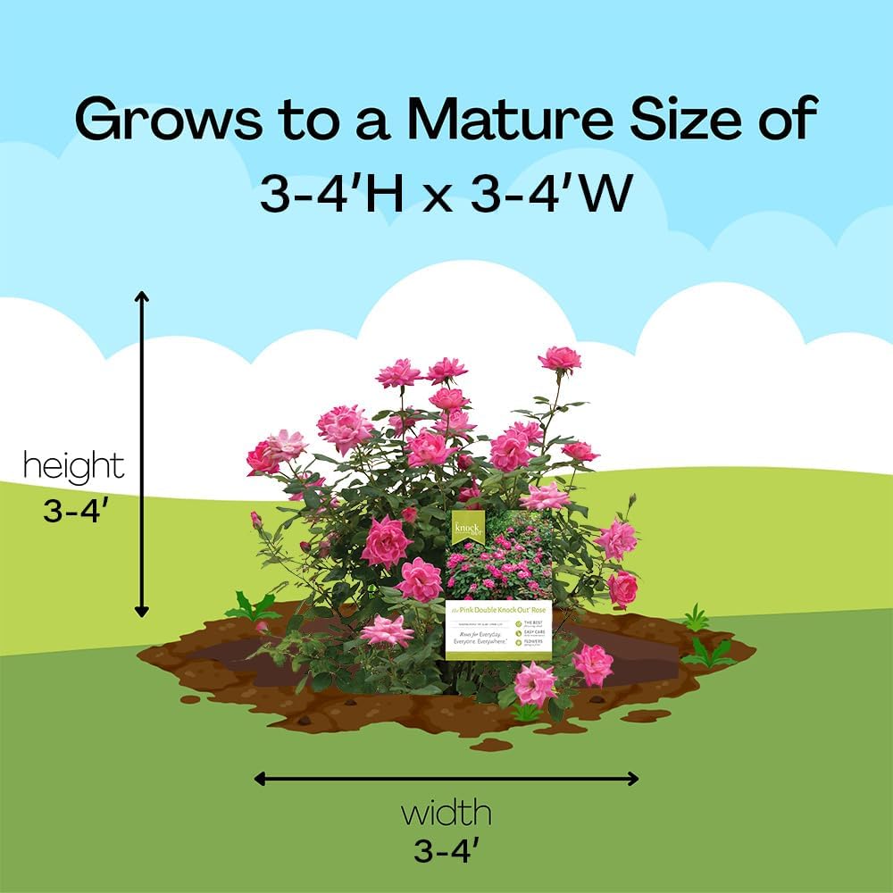 Knock Out 2 Gal. Double Pink Rose Shrub