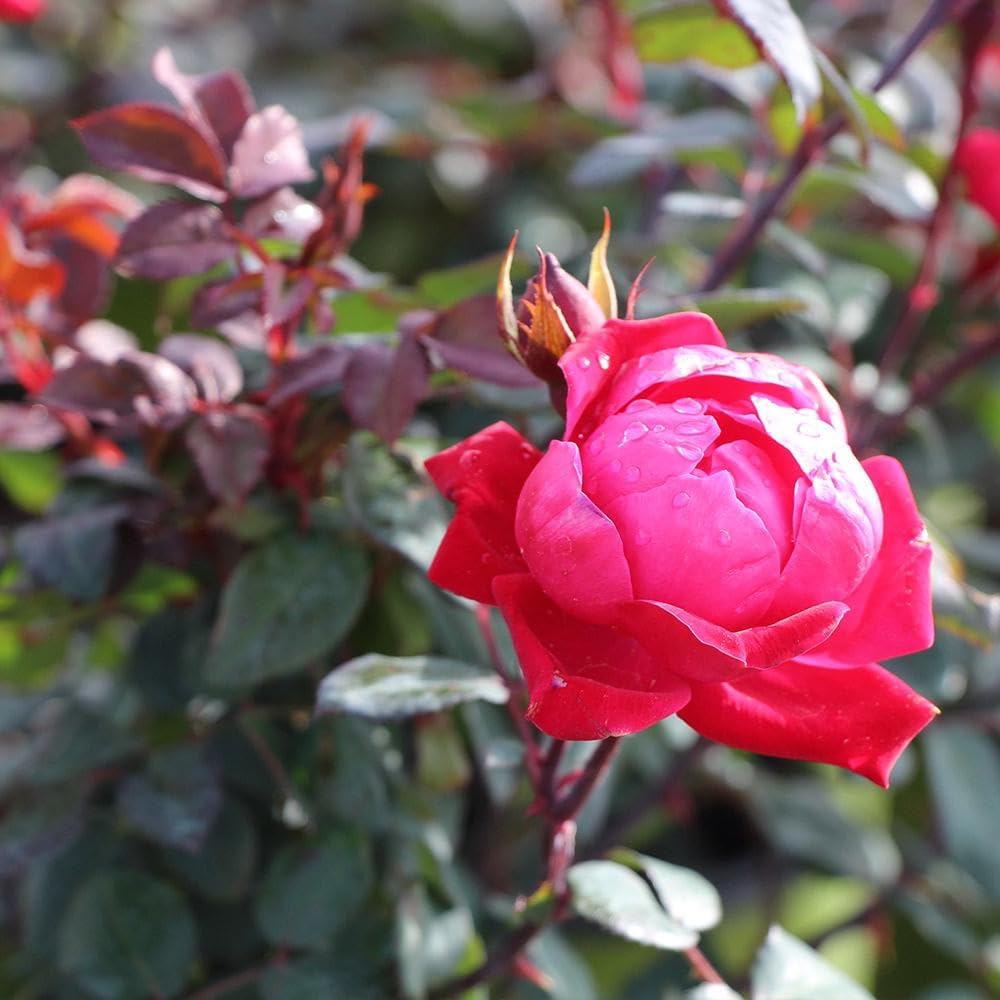 Brighter Blooms - Double Knock Out® Rose Shrub, 1 Gallon - No Shipping to AK, AZ, HI