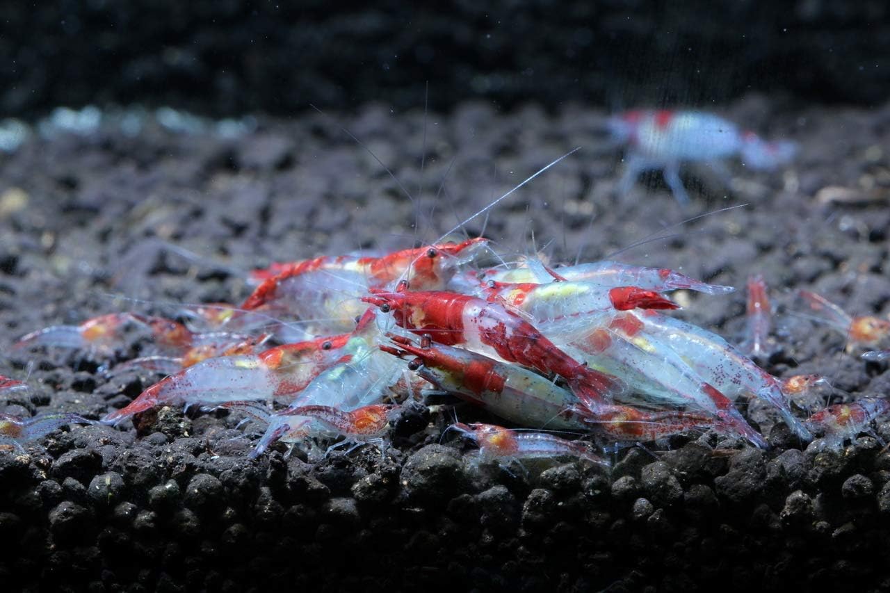 Live Freshwater Aquarium Shrimp - Neocaridina (Red Cherry, 5 Pack)