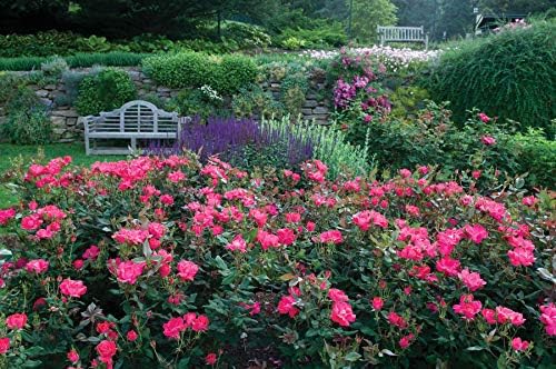 Green Promise Farms Rosa `Double Knock Out` (Reblooming) Rose, 3 Size Container, pink flower
