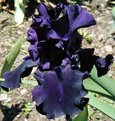 Sapphire, Before The Storm, Reblooming Tall Bearded Iris Rhizome, Root, Plant