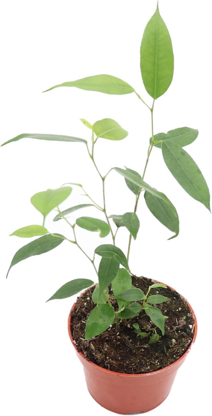 Ficus Benjamina Weeping Fig - 4'' from California Tropicals