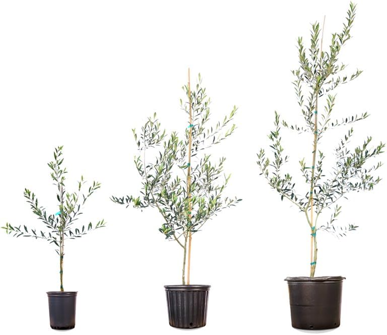 Arbequina Olive Tree - Live Plant, Includes Special Blend Fertilizer & Planting Guide