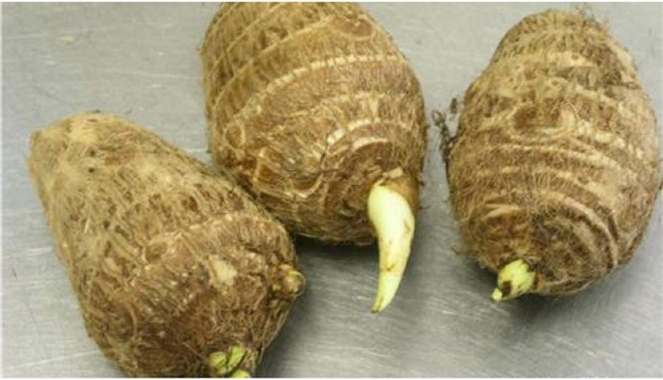 3 Live Colocasia Esculenta Elephant Ear Taro Gabi Kalo Eddo Bulbs #TSMN