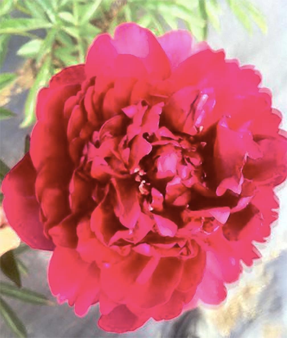Felix Supreme Double Carmine Red Peony Bare Root 3-5 Eyes