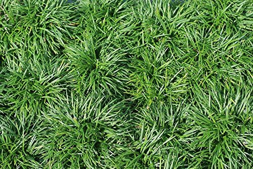 New and Healthy Standard MONDO GRASS ~ 18 pots (3.5") ~ Green Border Plant ~ Ground cover