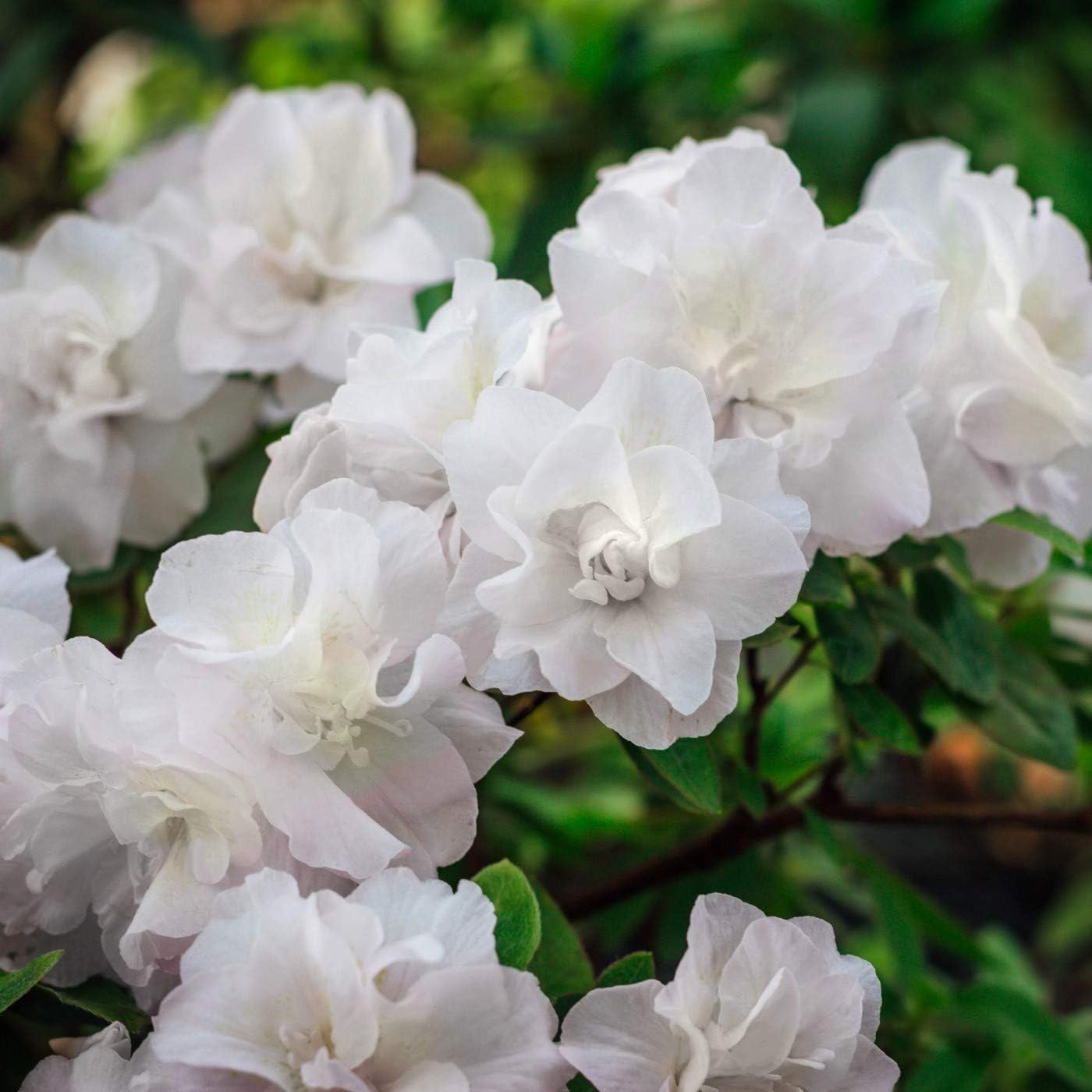Hardy Gardenia Azalea (Rhododendron 'Hardy Gardenia') White Flowering Evergreen Plant 3 Gallon Outdoor