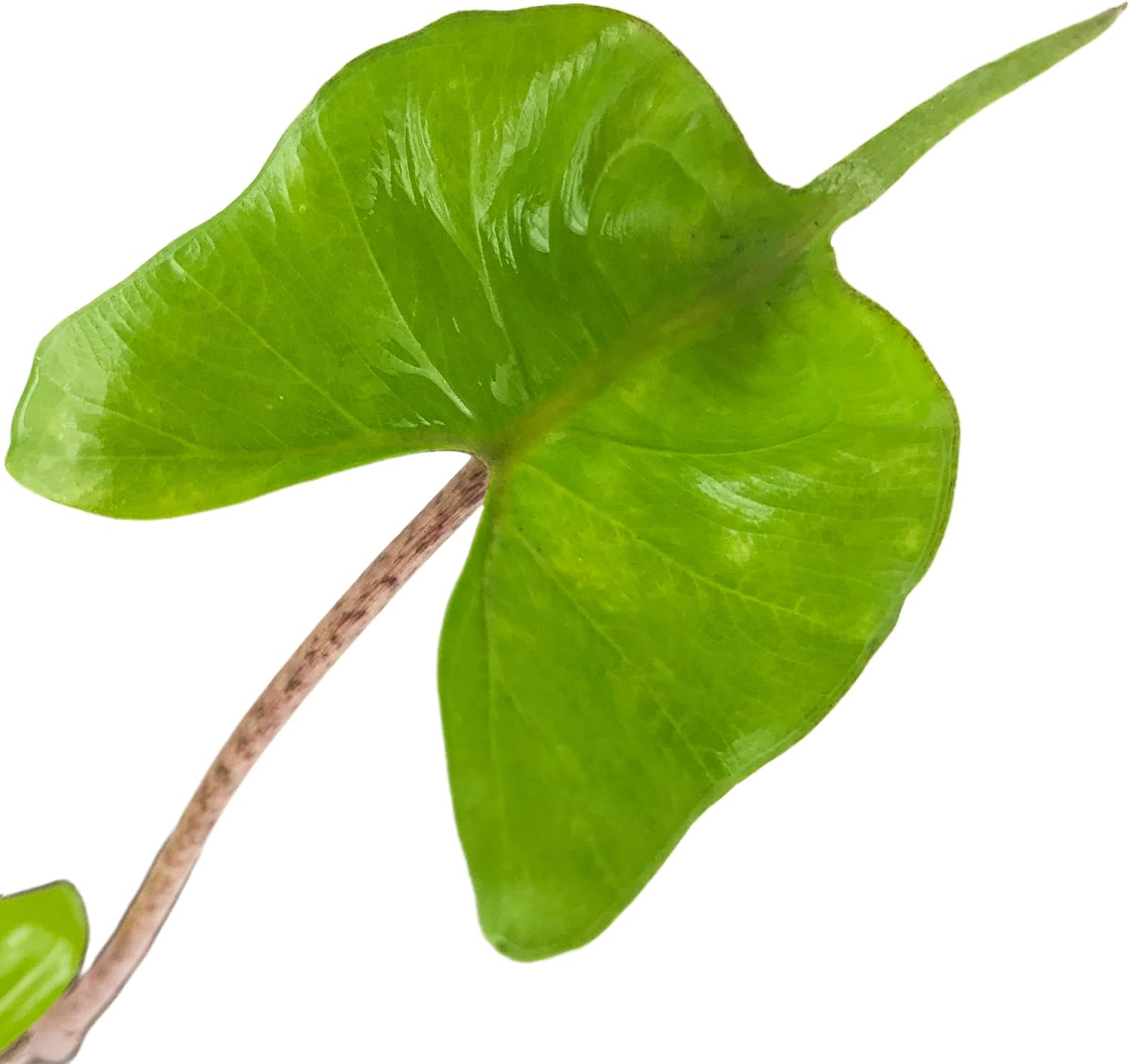 Stingray Elephant Ear Live Plant - Alocasia stringray by Wellspring Gardens - Alocasia - Unique Foliage - Versatile Plant - Tropical Plant