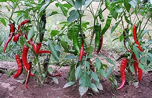 30 Italian Jimmy Nardello's Sweet 12 in. Long Pepper Seeds Heirloom Non-GMO | Prolific, Juicy, Delicious From USA Capsicum annuum