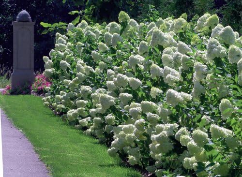 Unique Hydrangea Paniculata - Live Plant Shipped 2 Feet Tall by DAS Farms