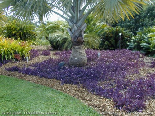 5 Cuttings Purple Heart Wandering Jew - Tradescantia Pallida Purpurea Plant