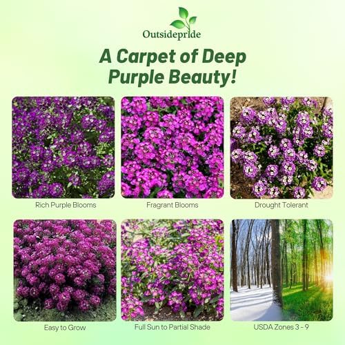 Outsidepride Oriental Nights Alyssum Seeds - 5000 Pcs Annual, Drought-Tolerant & Pollinator-Friendly Ground Cover Seeds w/Fragrant Honey Blooms for Low-Growing Xeriscaping & Outdoor Planting