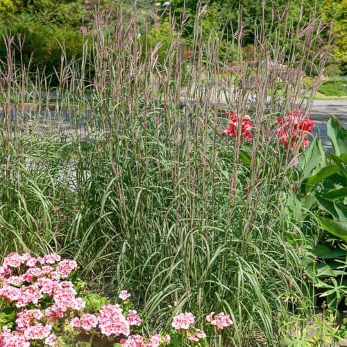 Outsidepride Perennial Andropogon Big Bluestem Grass Seed - 1 lb. Warm Season, Drought Resistant, Native Prairie Grass Seed, Ideal for Erosion Control, Ornamental Landscaping & Wildlife Gardens