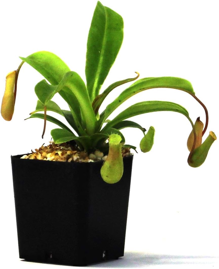 Nepenthes 'Alata' Pitcher Plant