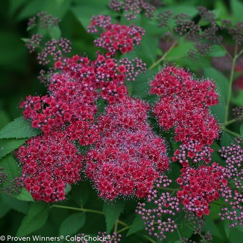 Proven Winners - Spiraea jap. Double Play Gold (Spirea) Shrub, , #3 - Size Container