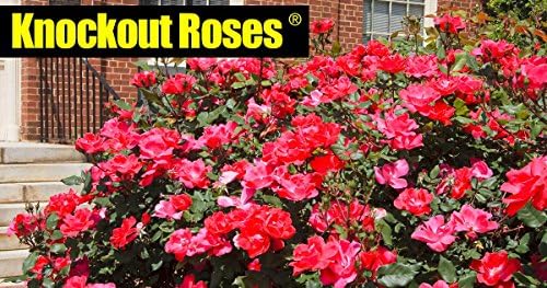 Knock Out Rose Bush (1 Plant, 1 Gallon Pot). A True Knock Out Guaranteed to add an Extra Punch to Your Garden.