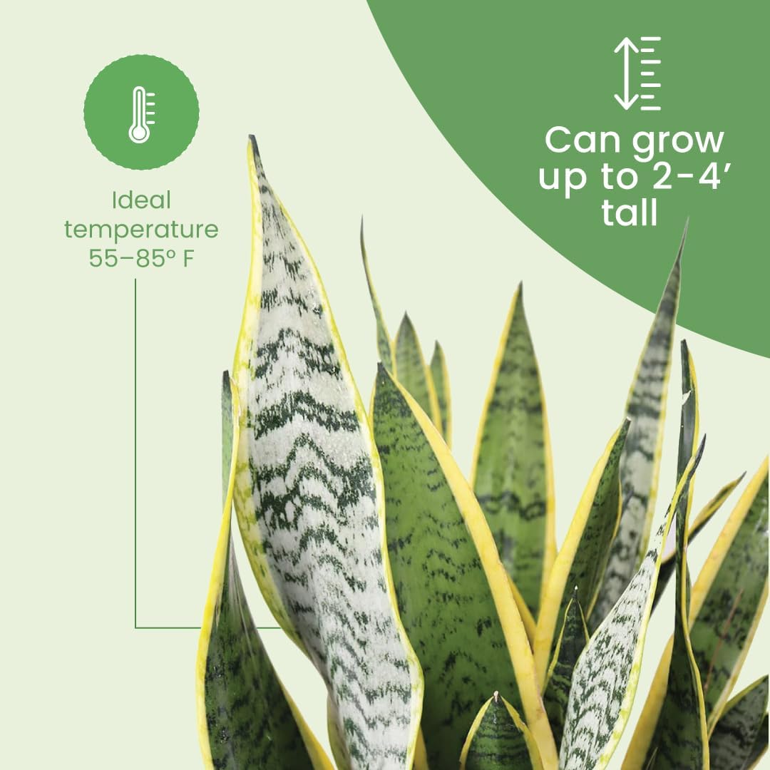 American Plant Exchange Snake Plant – Medium 6-Inch Pot Yellow Sansevieria Trifasciata, Drought-Tolerant, Air-Purifying Live Houseplant for Home