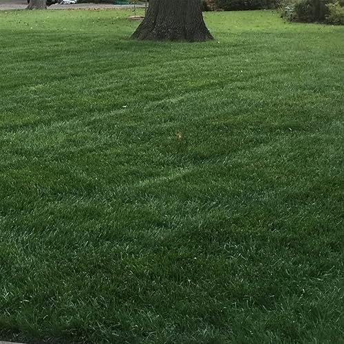Outsidepride Combat Extreme Northern Zone - 5 Lbs Cold-Hardy, Drought-Resistant Turf Type Tall Fescue & Kentucky Bluegrass Lawn Grass Seed Blend, OptiGrowth Coated for Better Establishment